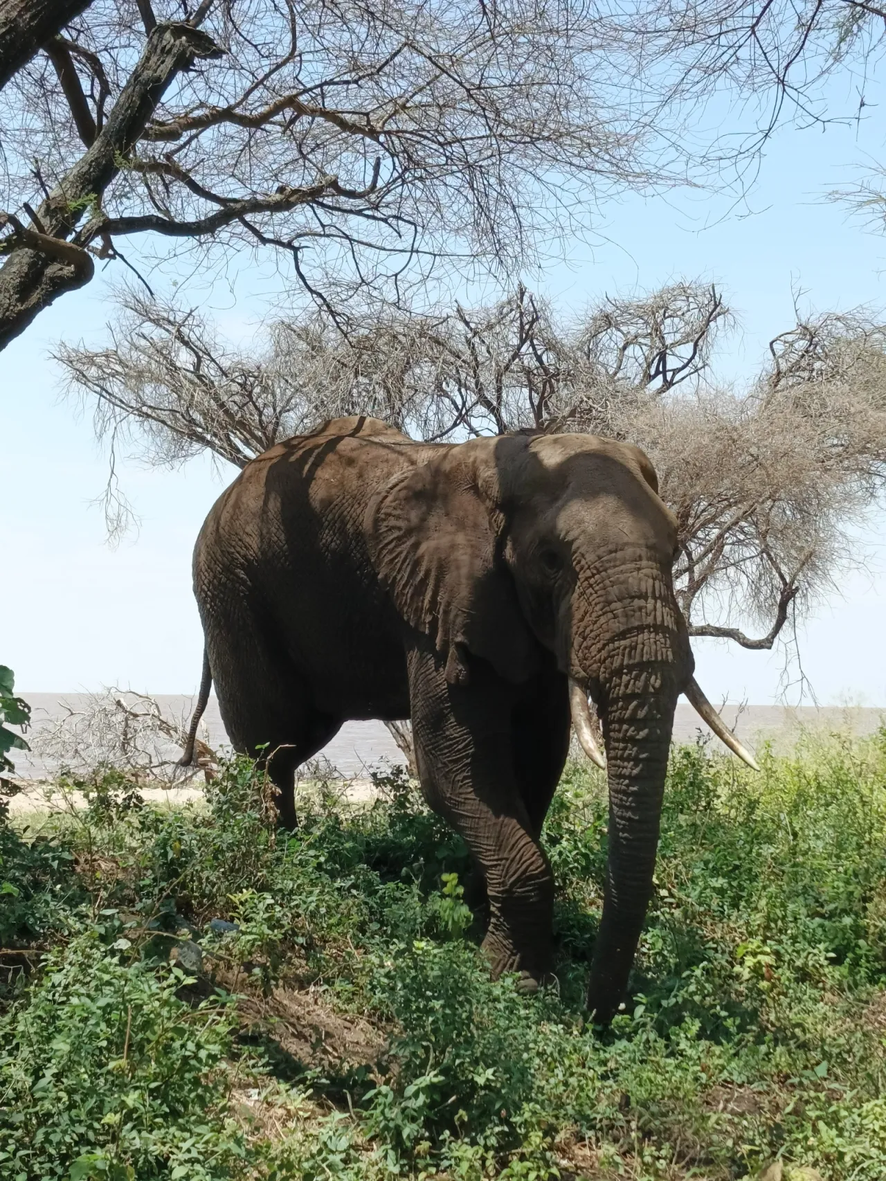 A large African elephant with long tusks walking through green bush beneath acacia trees