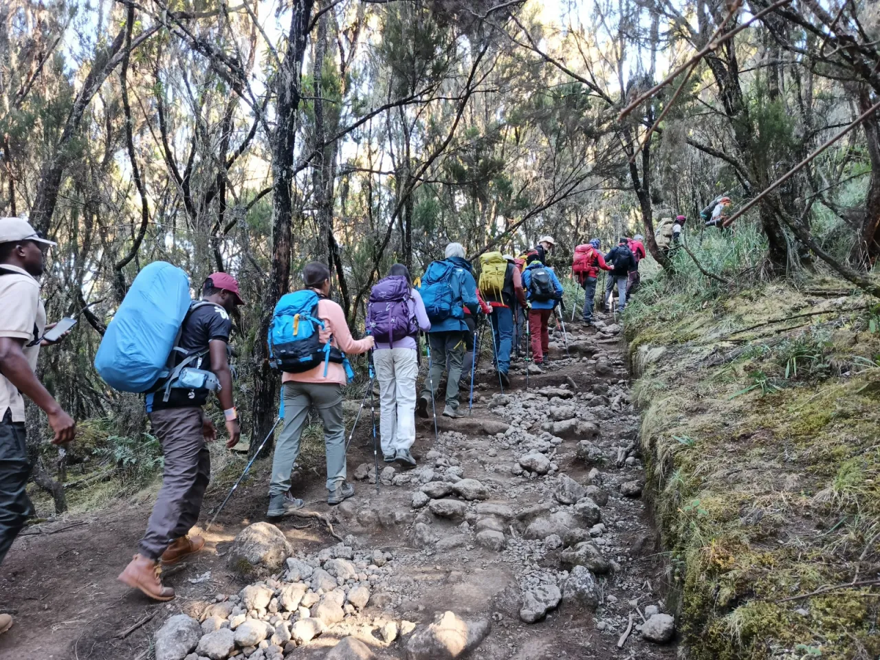 A group of trekkers and a porter walking up a stony path through tall heath forest